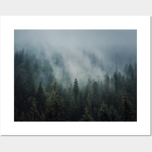 Sunlit foggy fir forest Posters and Art